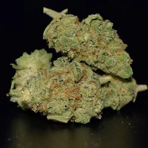 Lemon Haze Canabis