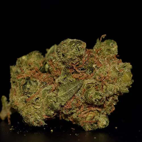 Amnesia Haze Canabis